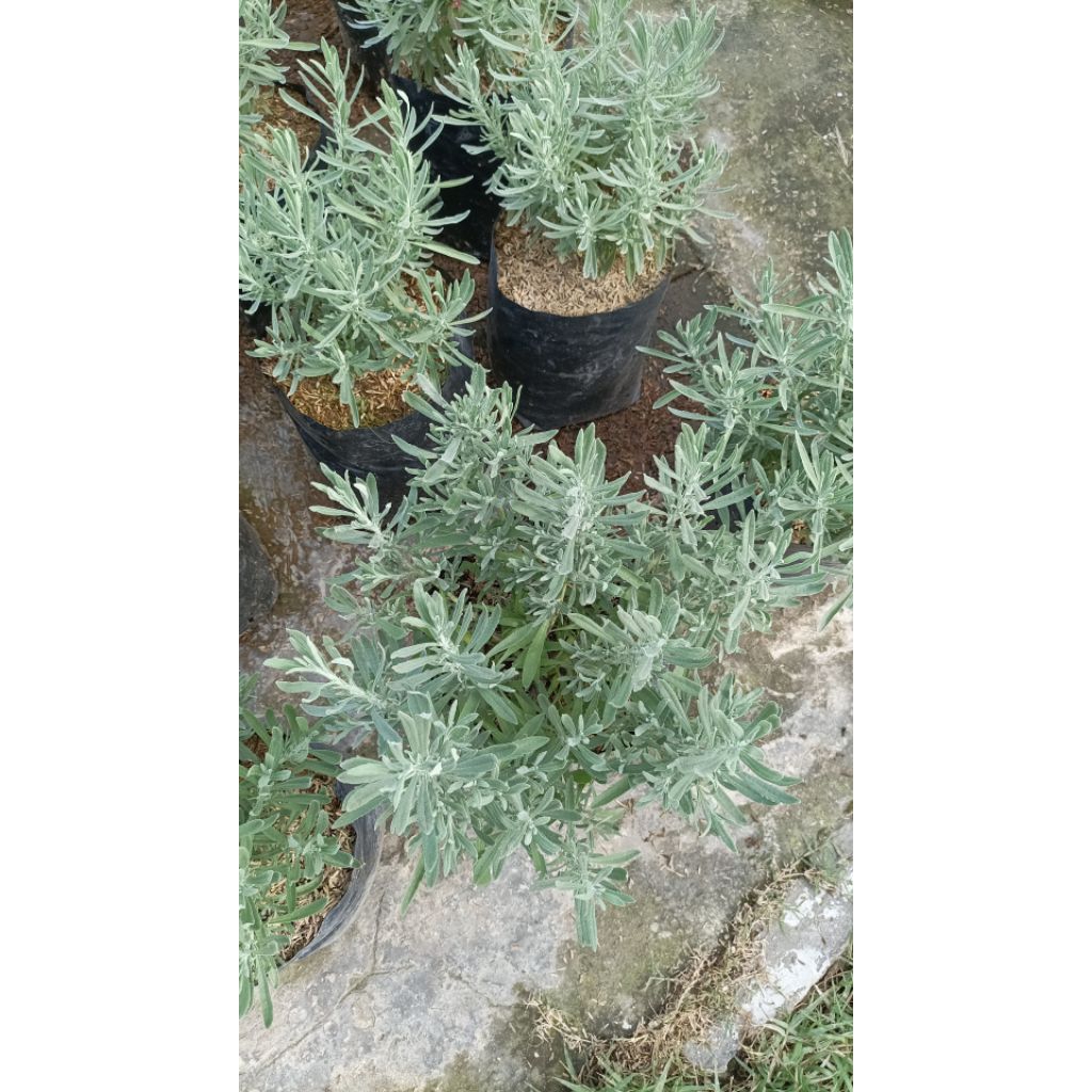 tanaman lavender gold creek ukuran  (JUMBO RIMBUN BESAR )