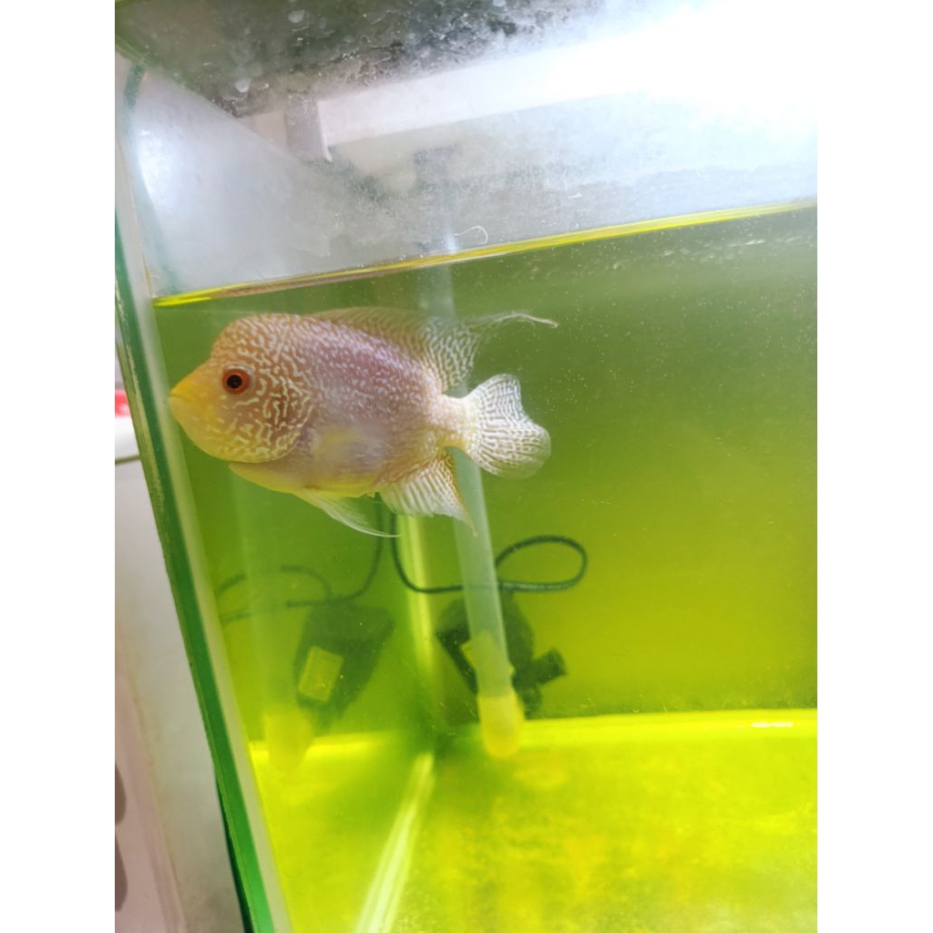 Louhan Golden base 12-13 cm