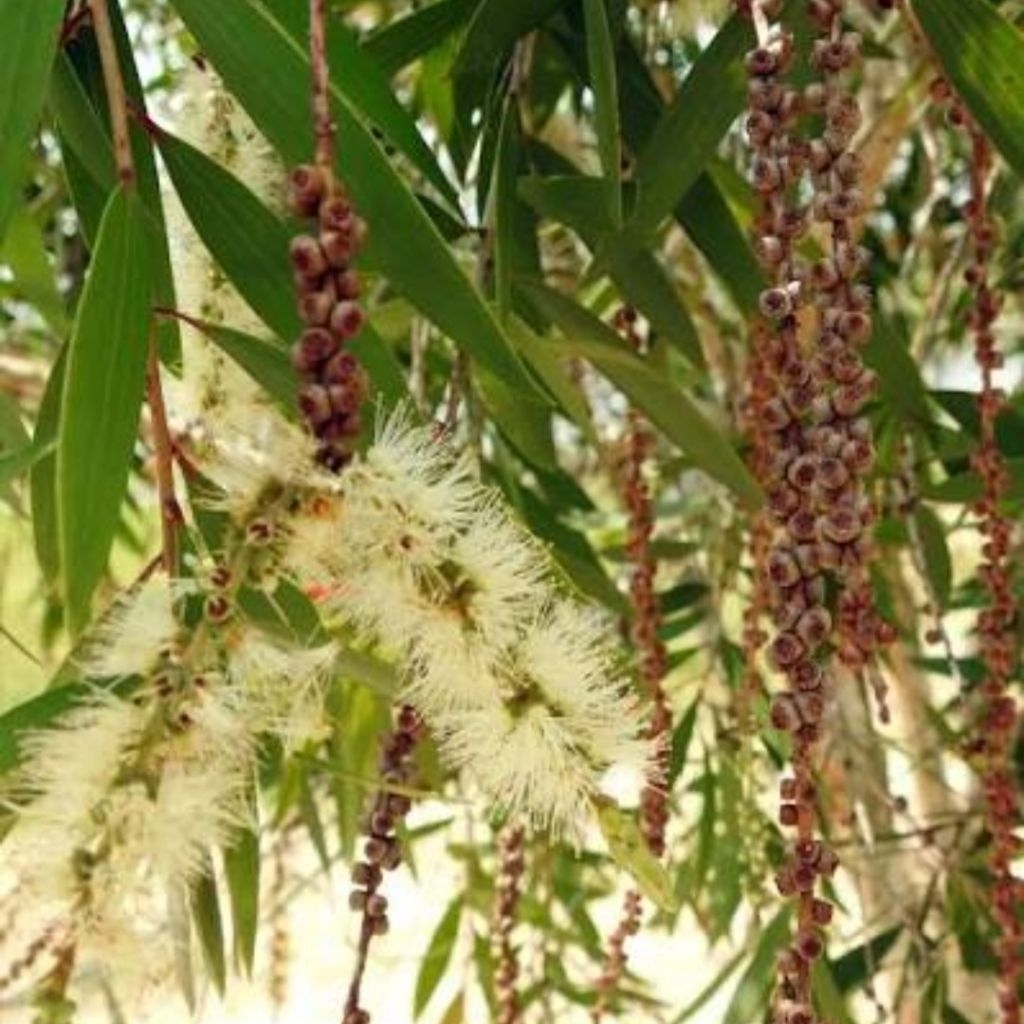 BIBIT BIJI POHON MINYAK KAYU PUTIH || RIBUAN BIJI || PRODUK NATURAL ORGANIK