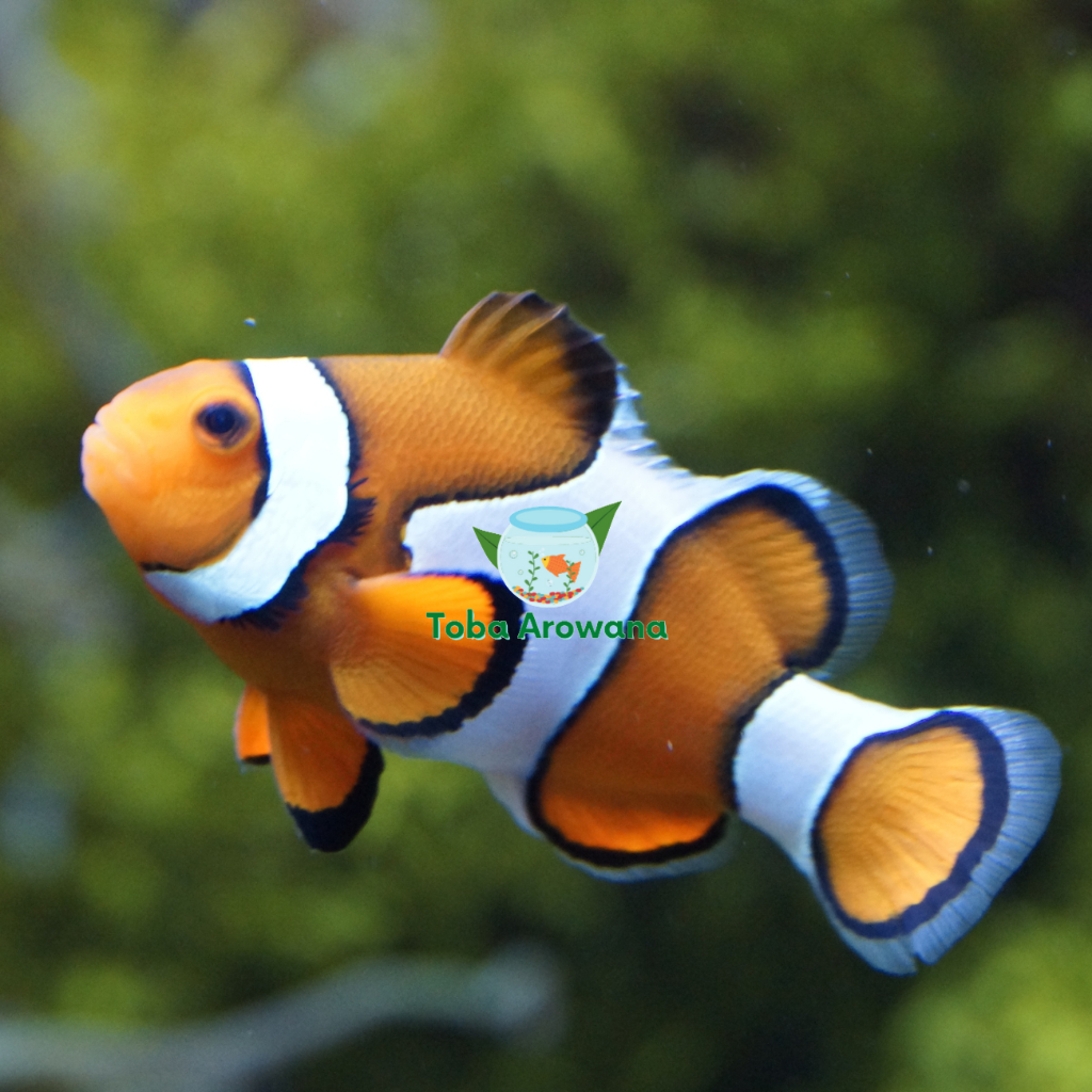 Nemo Air Laut Ikan Badut Ocellaris Clownfish - Ikan Hias Laut