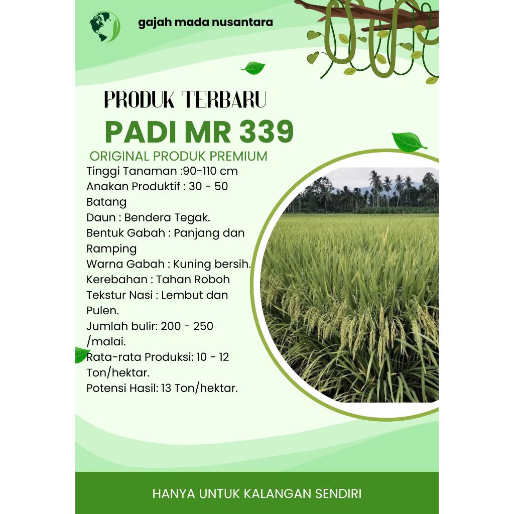 Bibit Benih Padi Mr 339 Original Kemasan 5 Kg