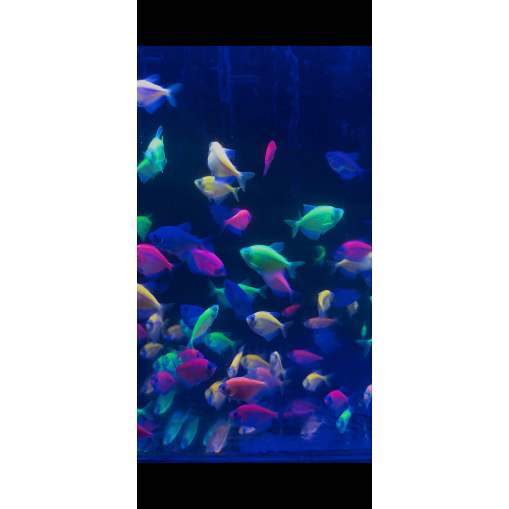 paket indukan glowfish tetra 10ekor garansi