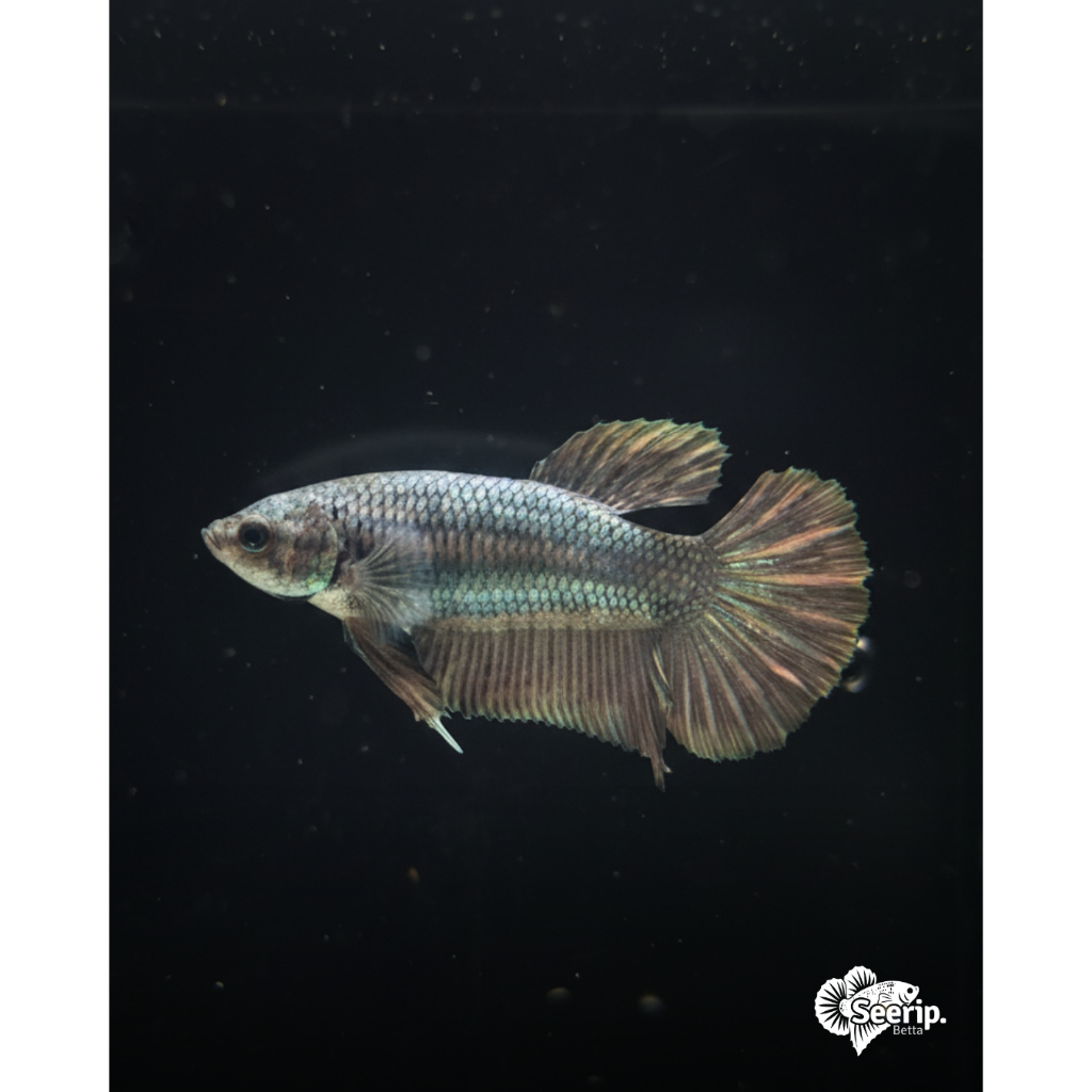 HMPK Giant Female Copper | Seerip Betta