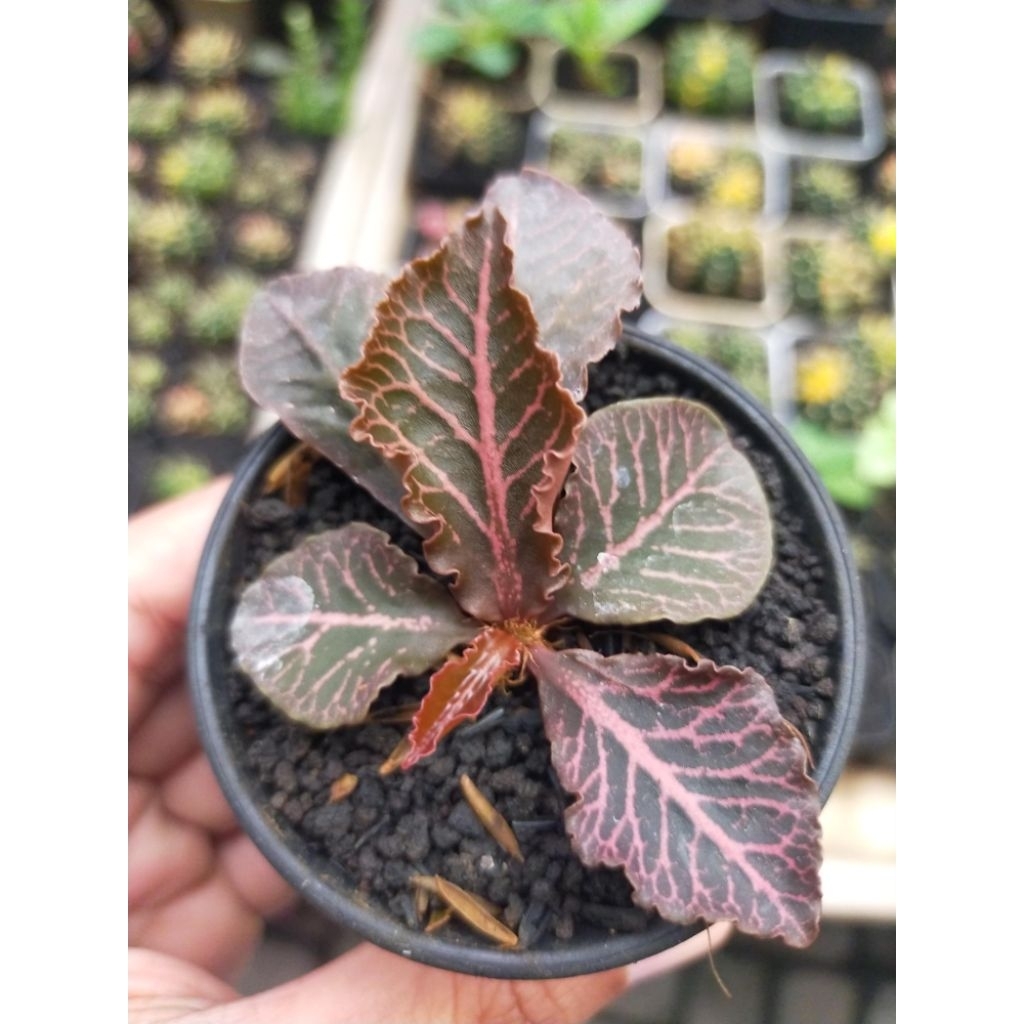 Euphorbia Francoisii Hybrid