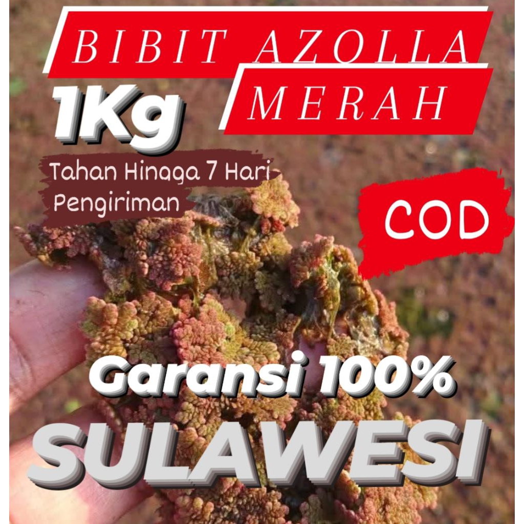 Bibit Azolla Merah