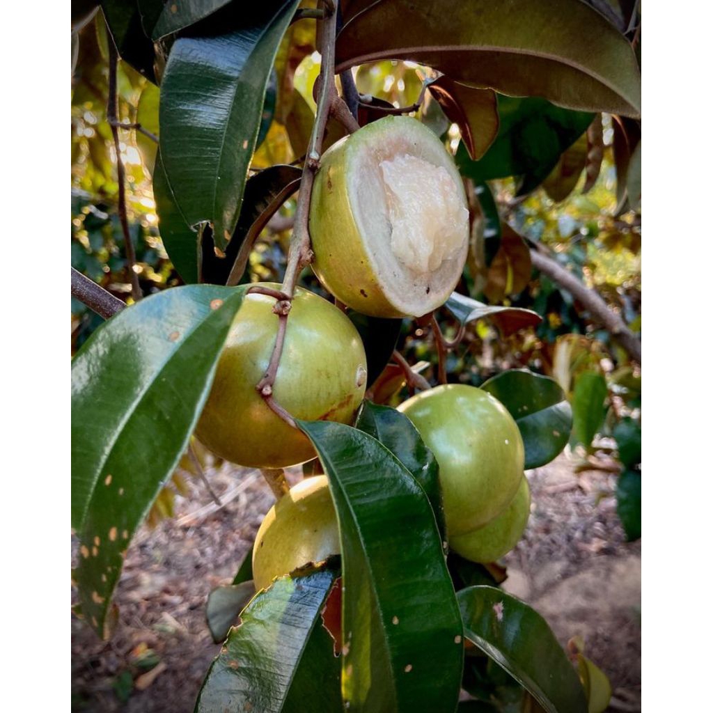 Tanaman buah kenitu atau sawo hijau