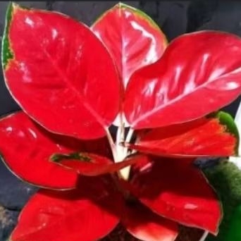 Aglaonema Suksom