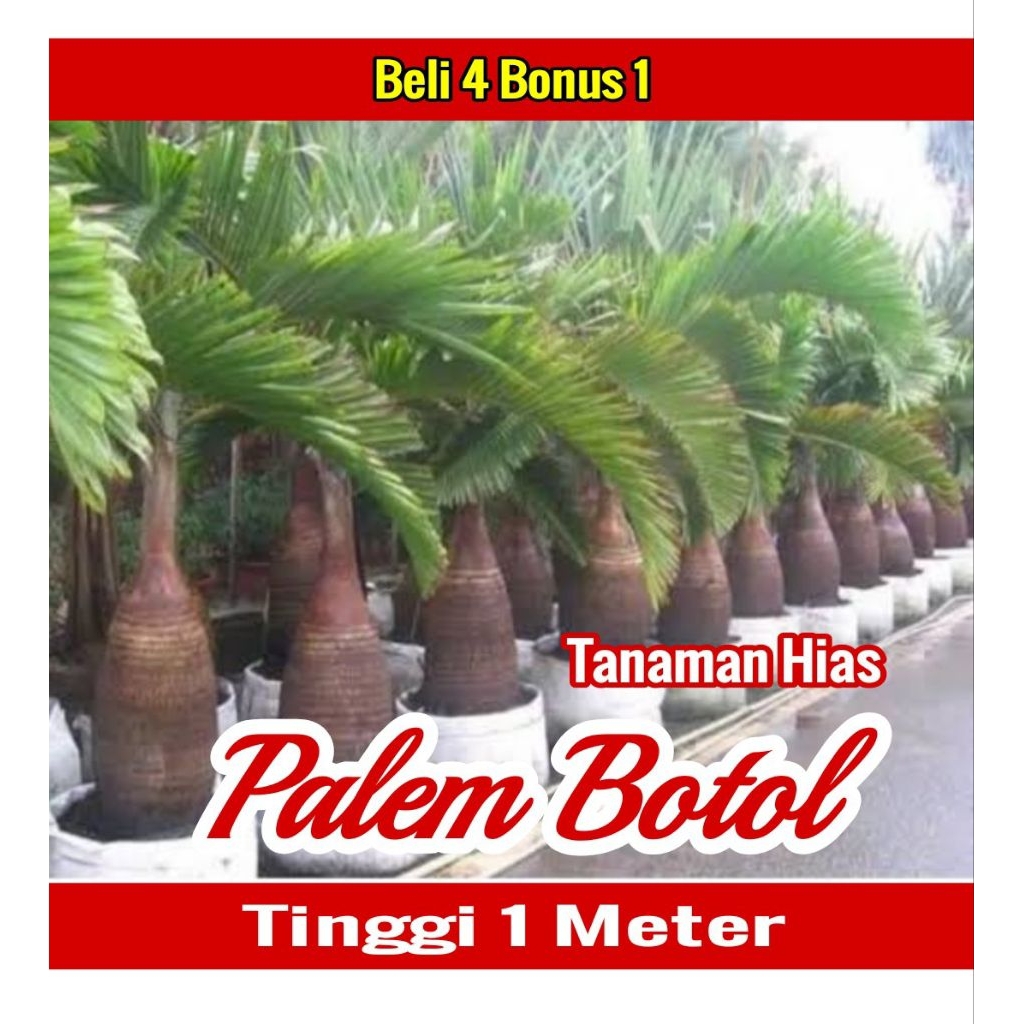 Bibit PALEM BOTOL Tinggi 1 Meter