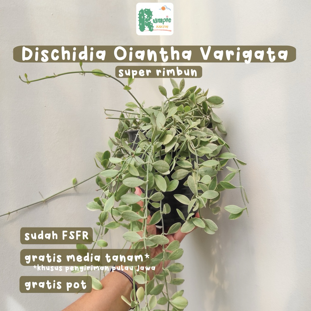 Dischidia Oiantha Varigata / Dischidia Kuaci Varigata Super Rimbun Tanaman Gantung Tanaman Hias Tana