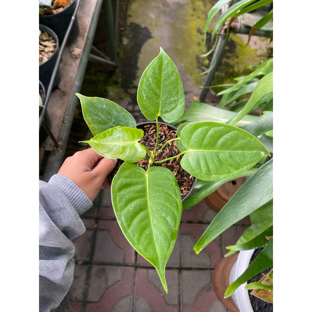 Anthurium veitchii mini - anthurium veitchii murah - anthurium