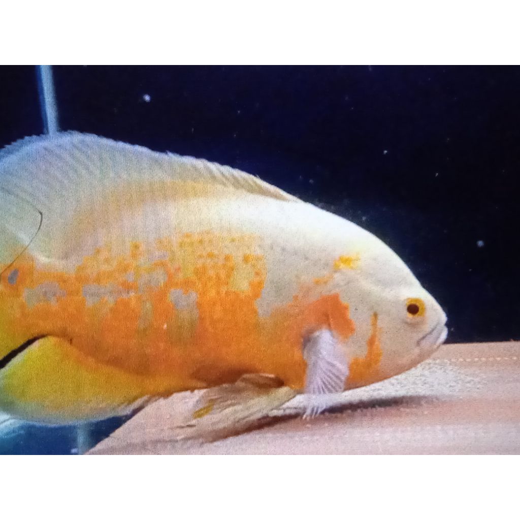 ikan Oscar batik albino 2 3 jari sudah pelet
