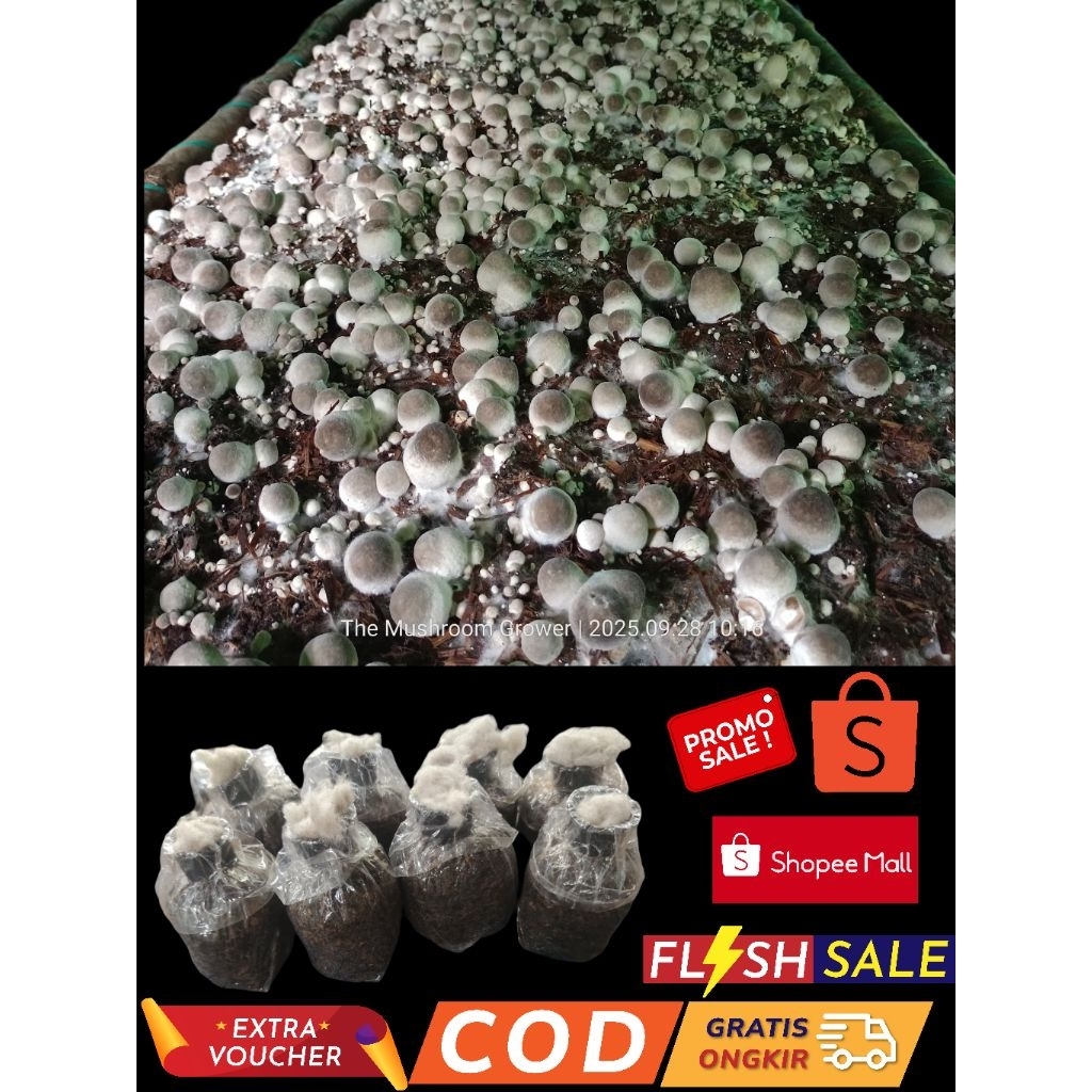 bibit jamur merang putih super 8 pcs cuma 40 ribu