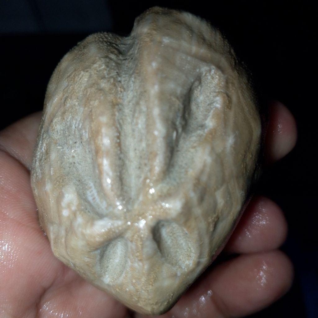 FS landak laut purba atau fs bintang laut