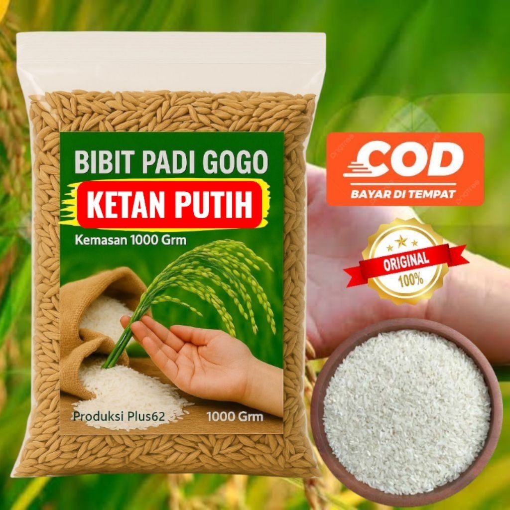 Bibit Padi Ketan Putih Perairan Bermutu Unggul 500 Gr