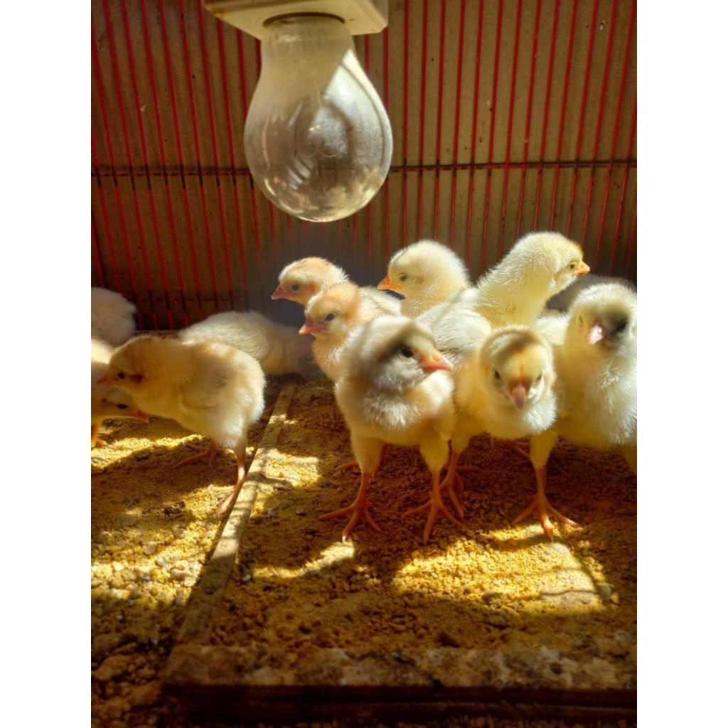 DOC Elba ayam petelur konsumsi