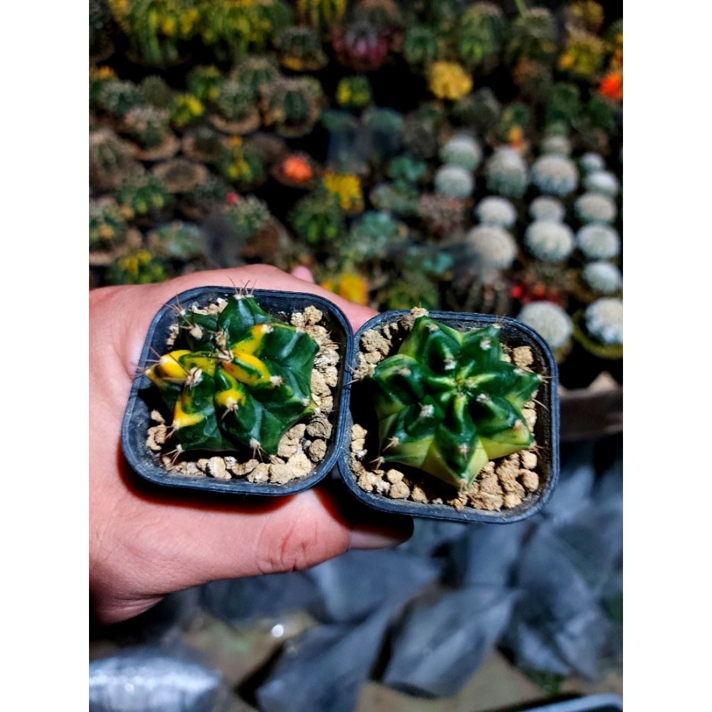 2pcs gymno id...K3 dan t31115