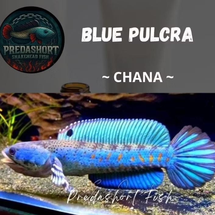 TERLARIS chana BluePulchra full dot yellow spot bahan berkualitas bergaransi