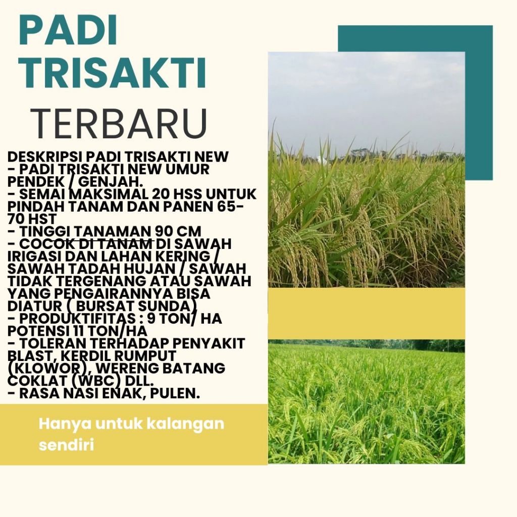 Padi TRISAKTI  Kemasan 5Kg