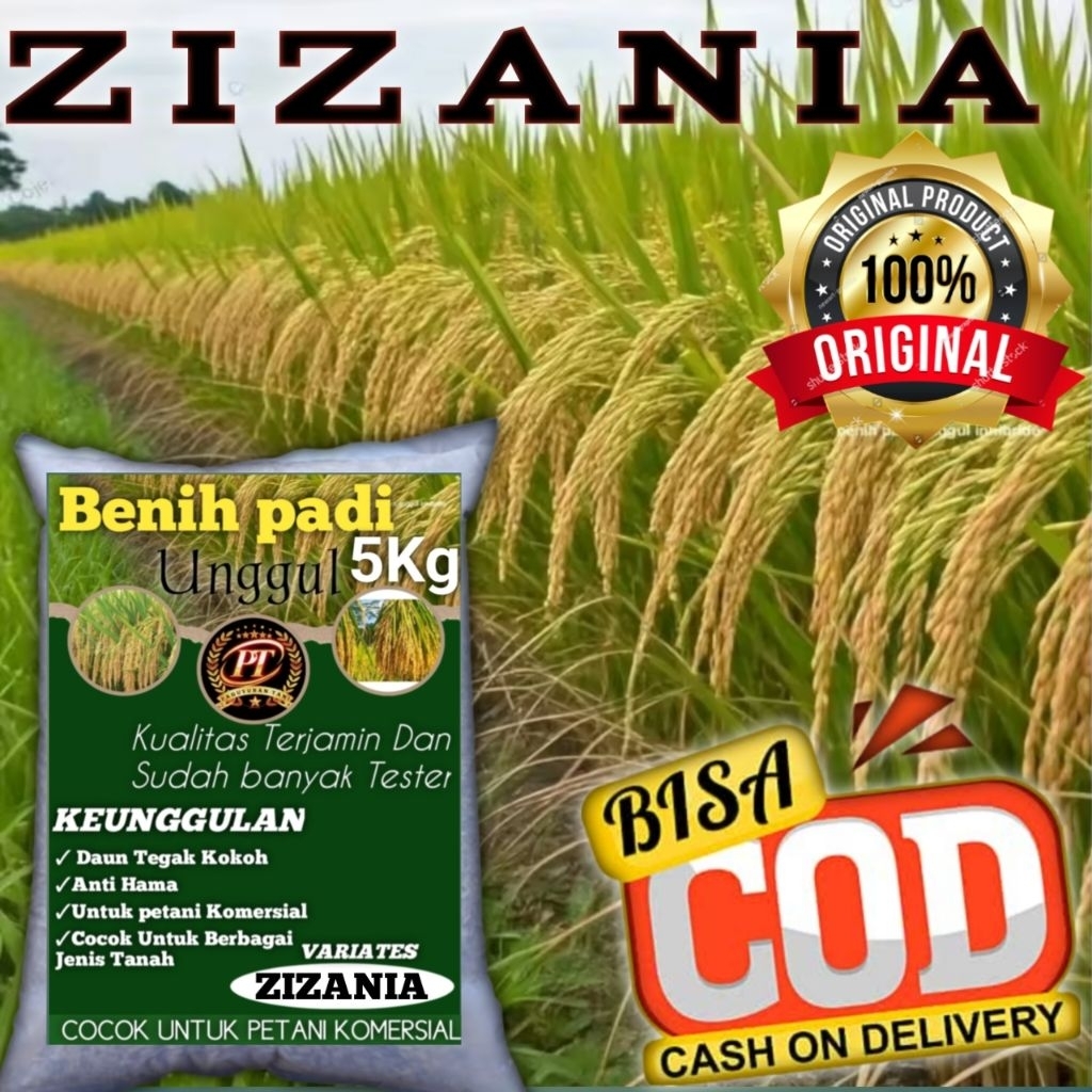 Benih padi ZIZANIA ORIGINAL Benih padi unggul zizania kemasan 5kg