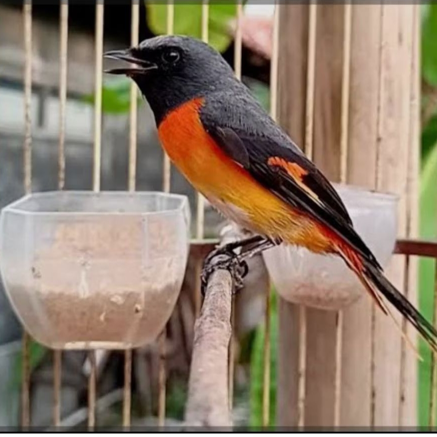 BURUNG MANTENAN MINI/KECIL JANTAN