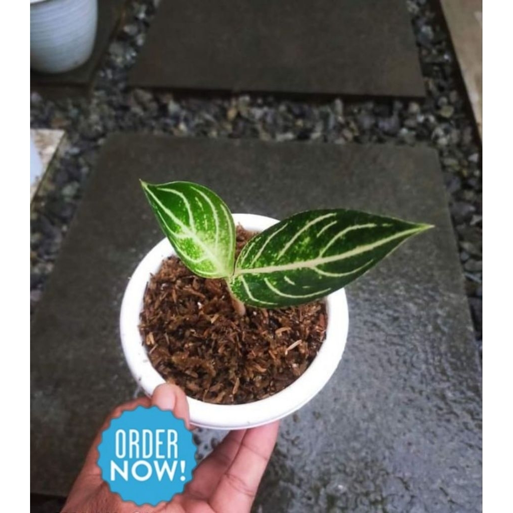 bibit anakan aglonema pride of sumatra putih / pos white