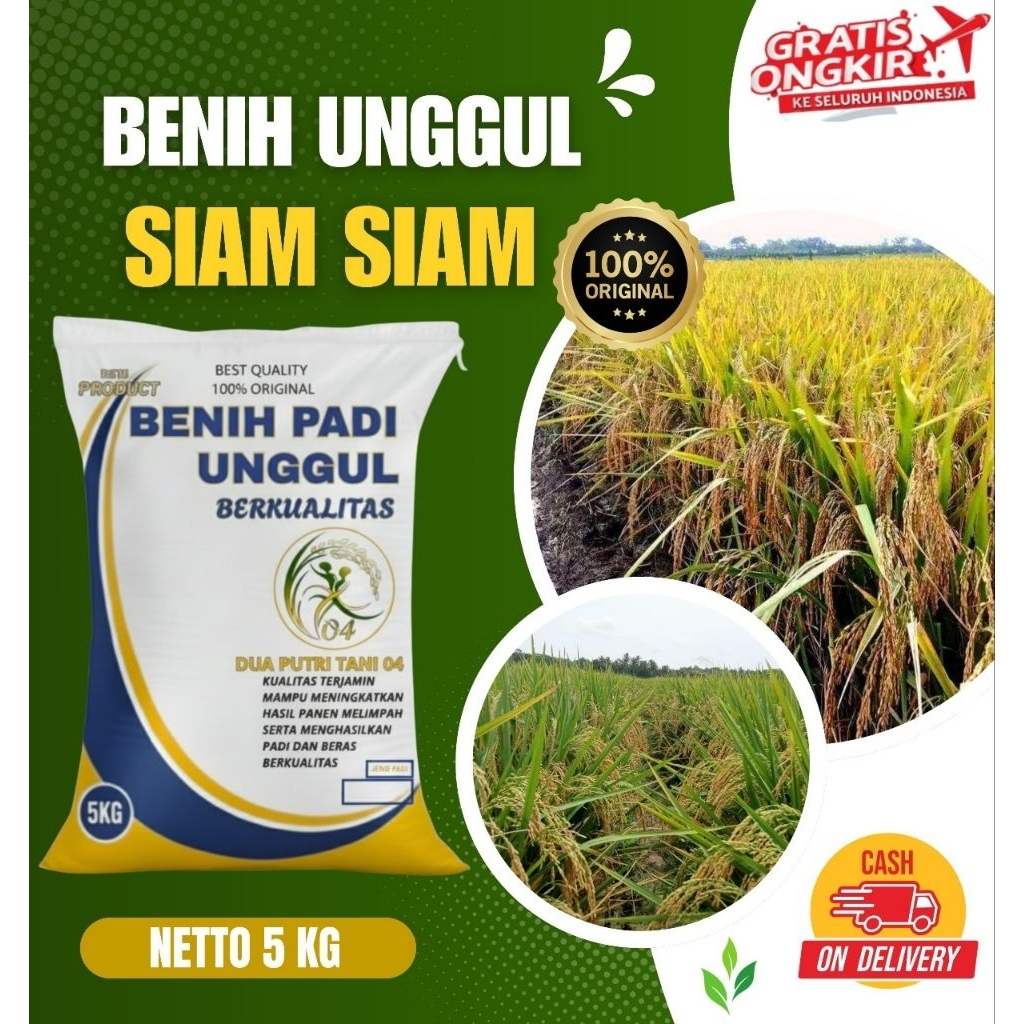 benih padi unggul SIAM SIAM kemasan 5Kg
