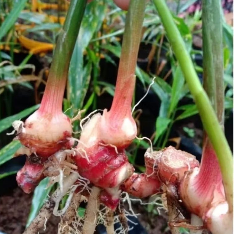 bibit jahe merah/bibit jahe rimpang segar dan bagus
