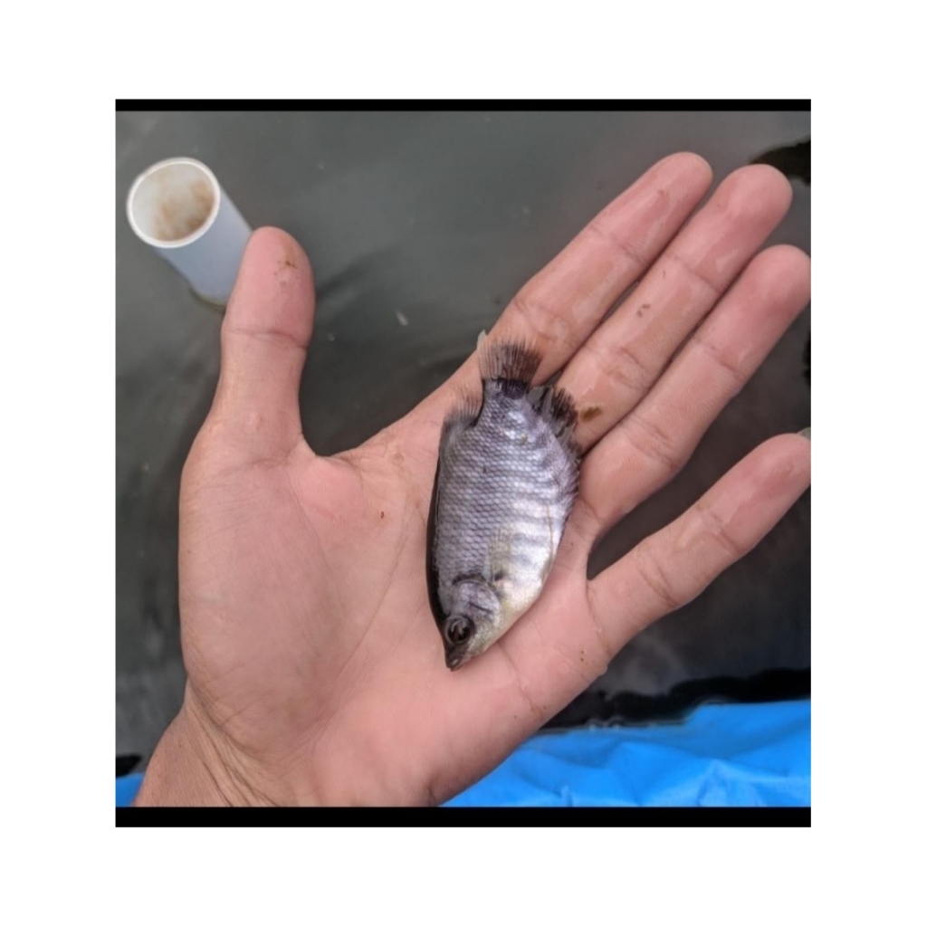 gurame soang uk silet