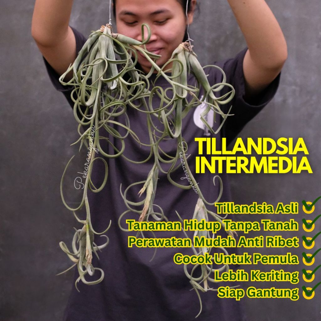 Tillandsia Intermedia/Airplant/ Tillandsia