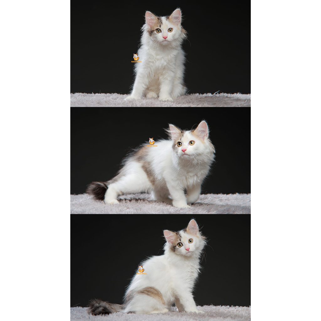 Winky – Kucing Persia 3 Bulan Betina