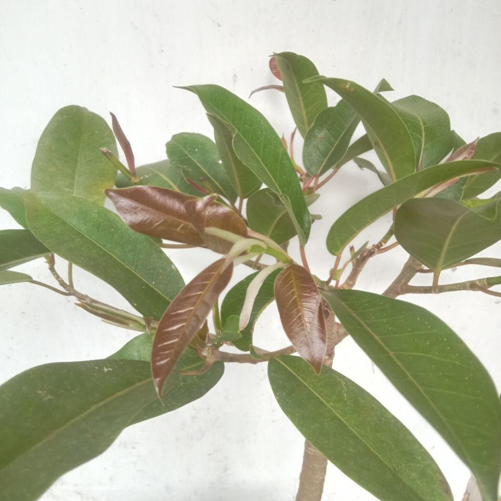 bahan bonsai Beringin