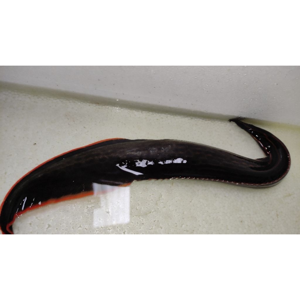 Hiasan Aquarium Sili Api/ Fire Eel