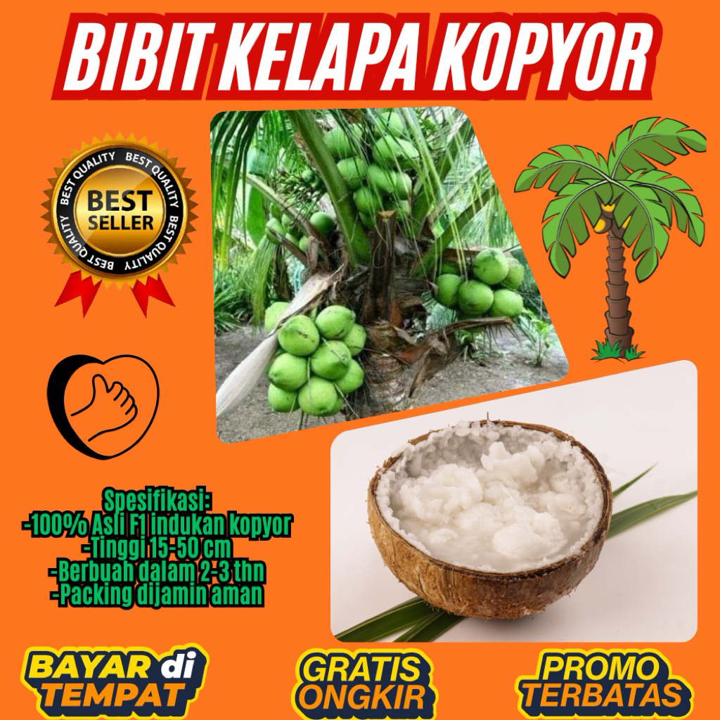100 % ASLI  Pohon Kelapa Kopyor, Pohon Kelapa Kopyor Asli, Pohon Kelapa Kopyor Bersertifikat