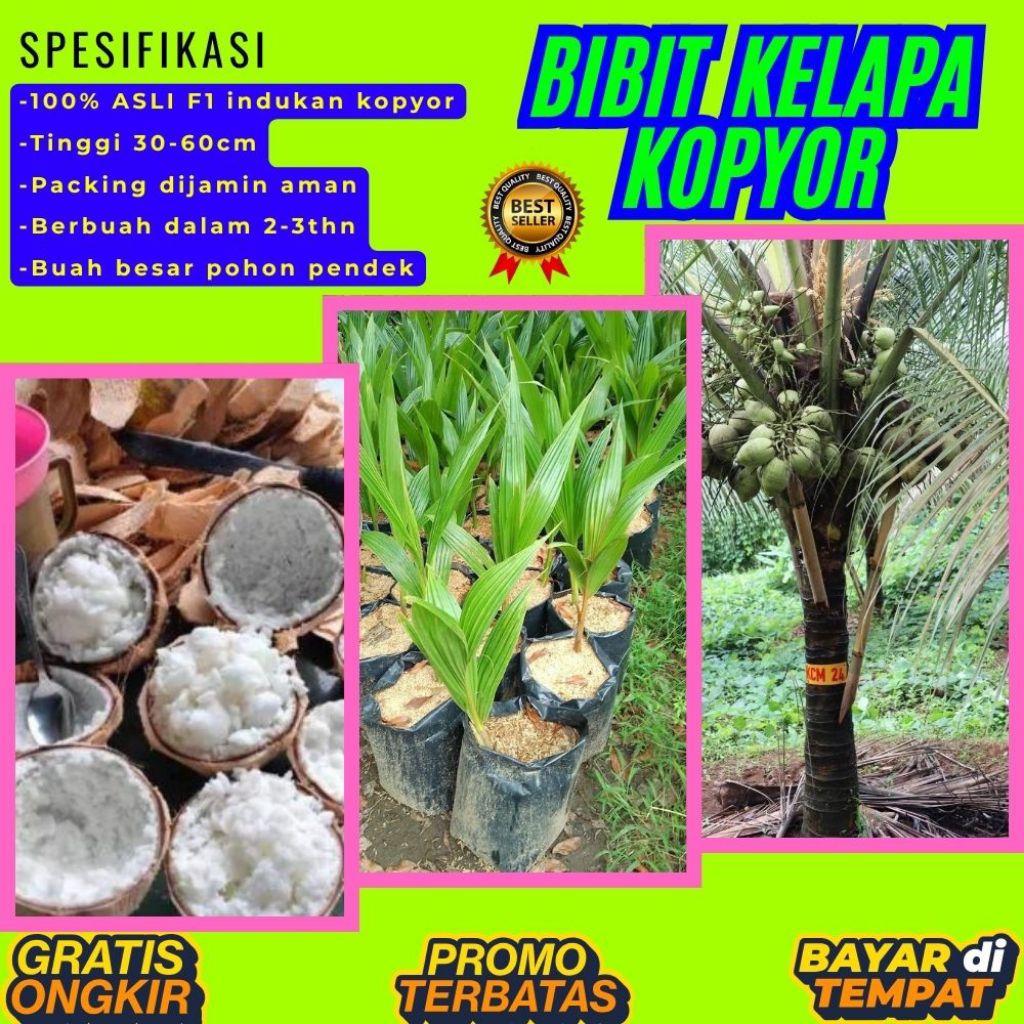 TERPERCAYA !! Bibit Kelapa Kopyor Trubus
