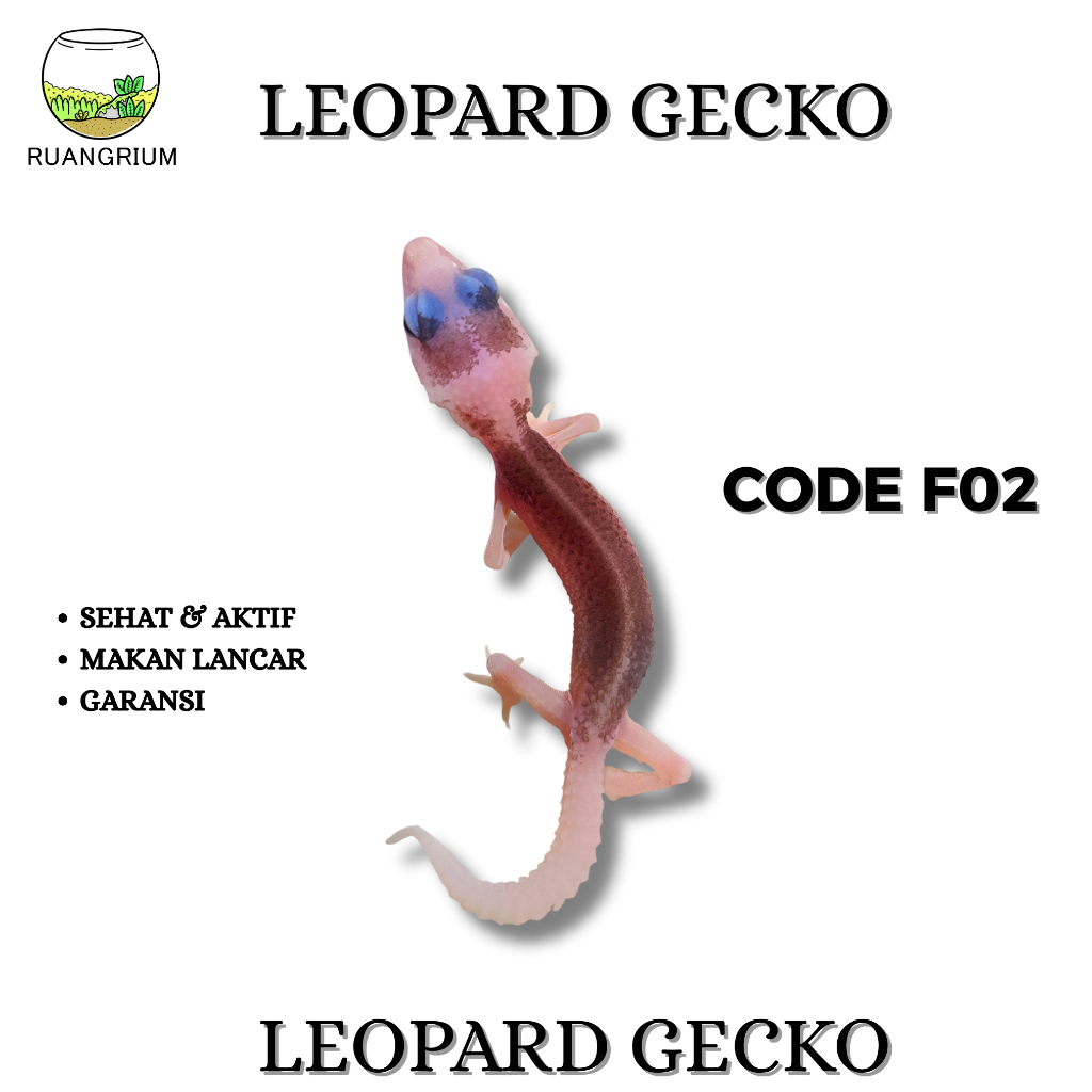 Mainan Leopard Gecko Super Pied Code F02