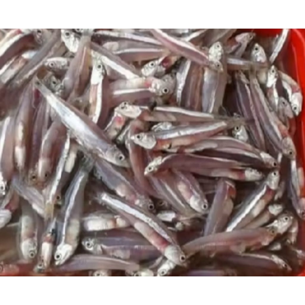 Ikan Teri Basah Segar-1 kg