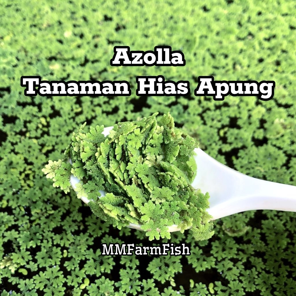 Tanaman apung air Azolla tanaman air aquacape tanaman air kolam