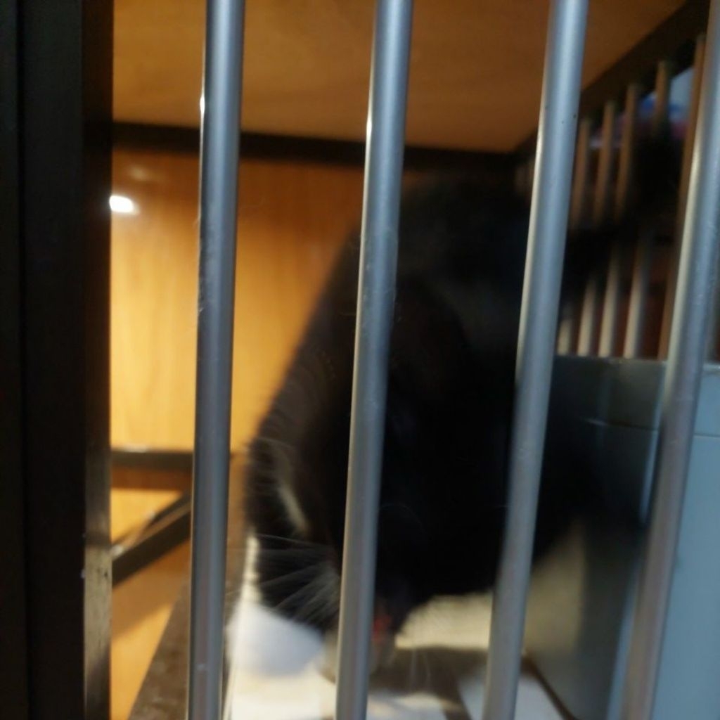 Jual Kitten / Anak Kucing British Short Hair / BSH