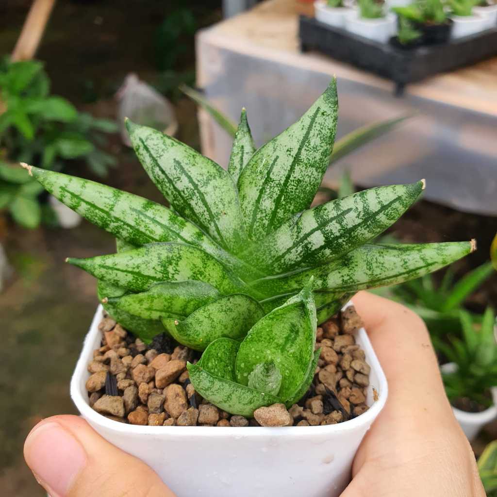 Sansevieria BNC Boncel New Clone Cluster Mini