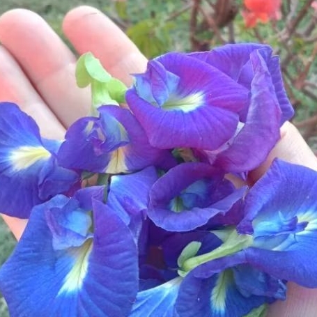 Teh Bunga biru 10gram