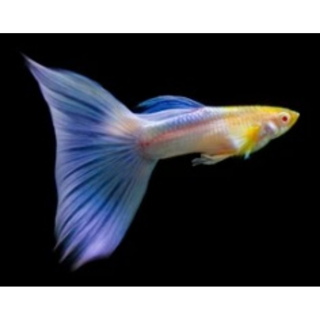 ikan hias guppy 1pair/1pasang