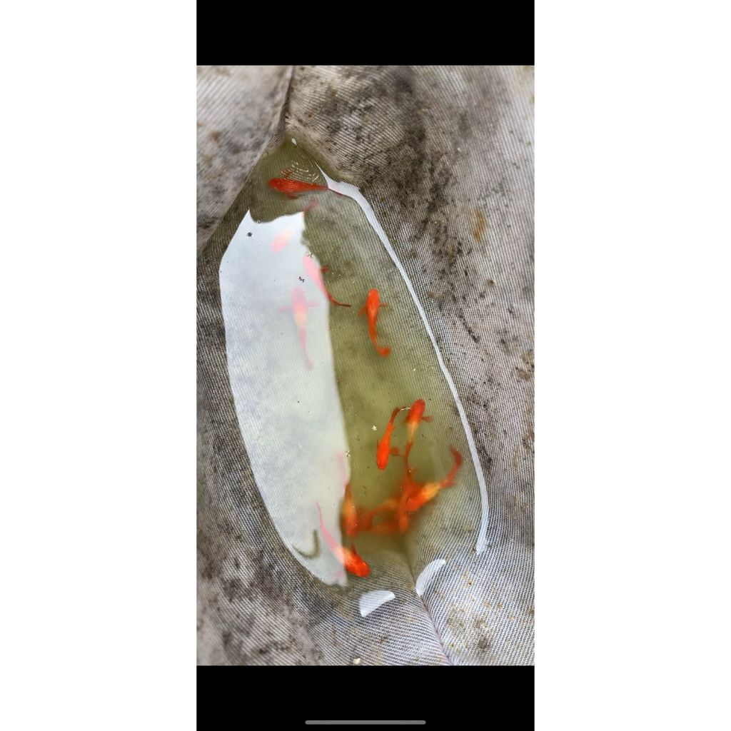 Multivitamin Guppy A.koi Red ear