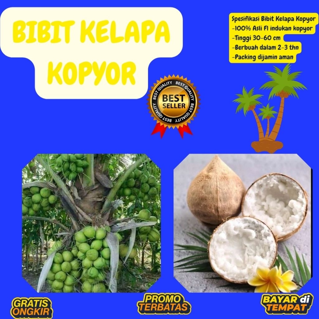 Bibit Kelapa Kopyor Kultur Jaringan