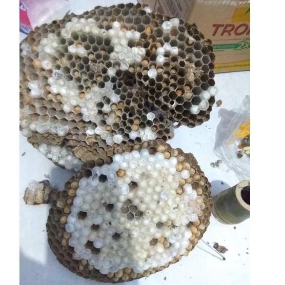 Larva Tawon 65 Ekor Untuk Mancing Garansi Sampai Tanpa Kendala