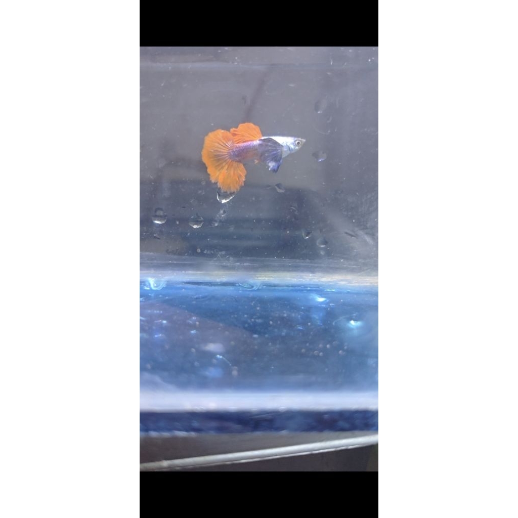 Guppy Platinum Dumbo Ear Cauliflower