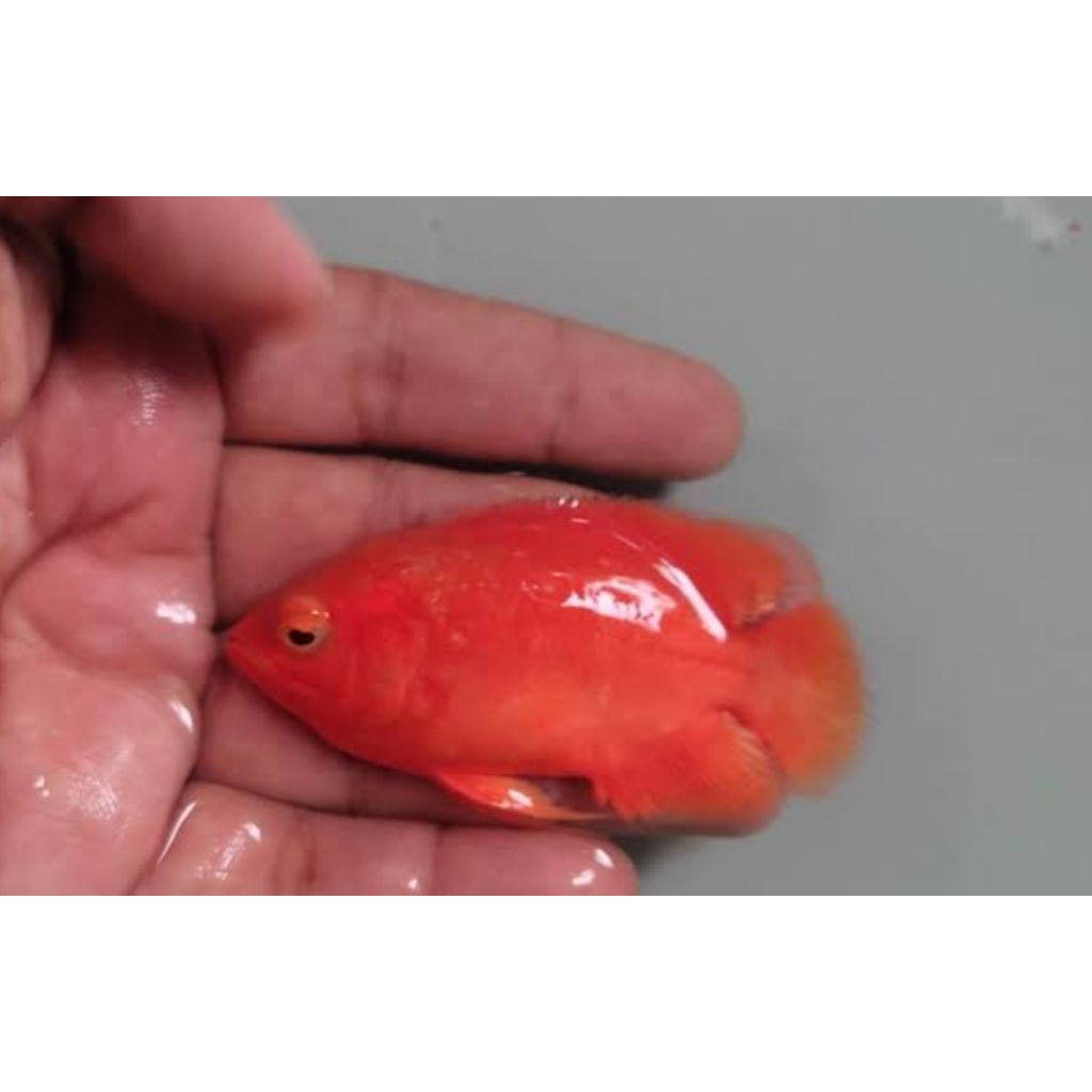 oscar paris albino super red#super#6-7cm