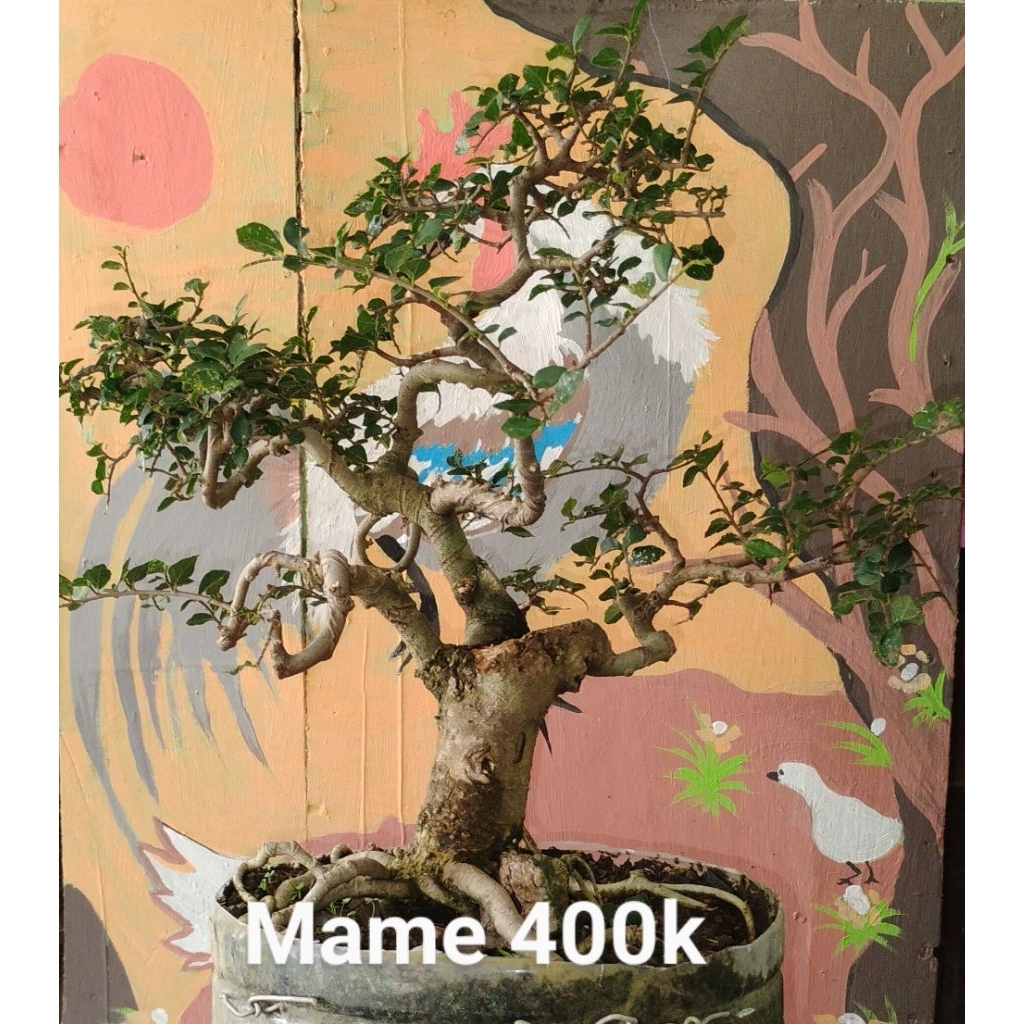 Bonsai jadi siap pajang Bonsai Serut bonsai formal