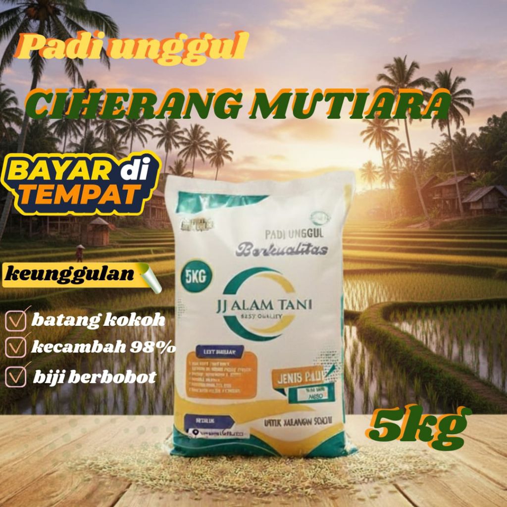 Padi unggul Ciherang mutiara 5kg bermutu tinggi