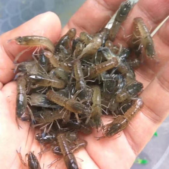 Bibit / Benih Lobster Air Tawar