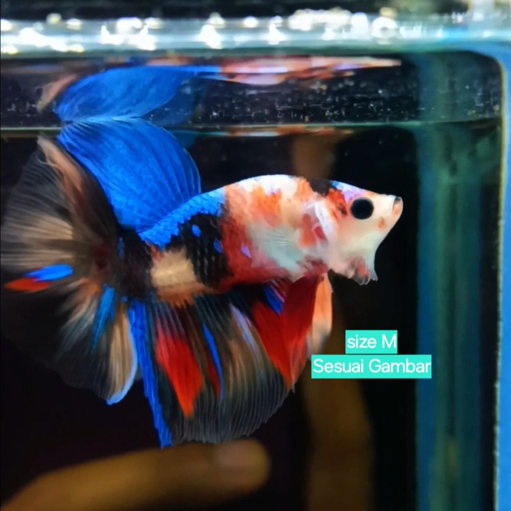 Cupang HM multi grade A+